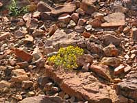 yellow rock plant