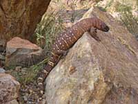 Mexican beaded lizard