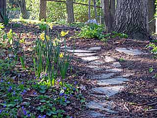 stepping stones into woods